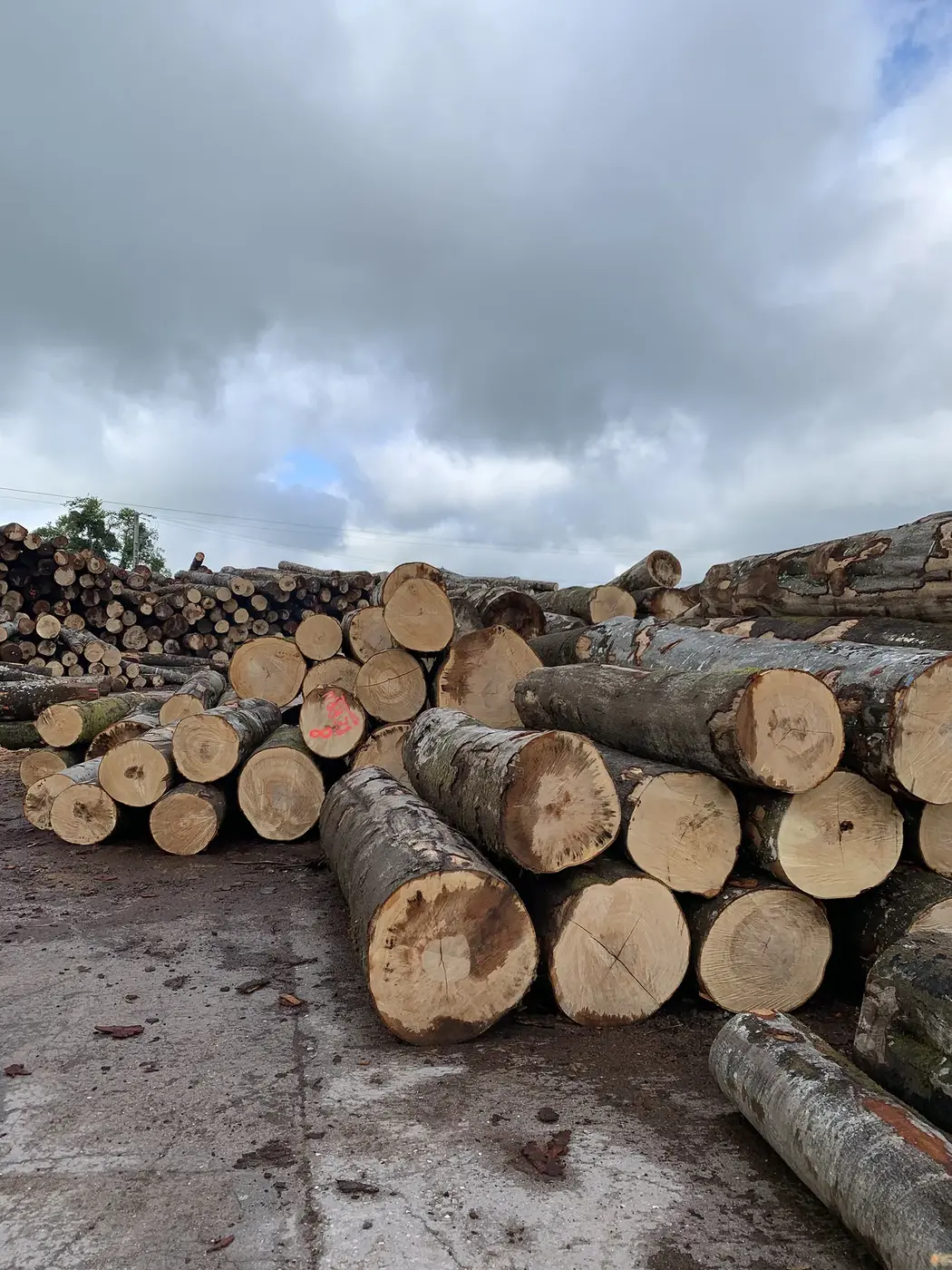 Bois long bord de route – 60 stères
